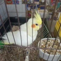 عروس ‌نر‌‌معاوزه