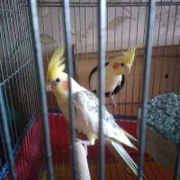 عروس هلندی جفت مولد با قفس سالم وزرنگ