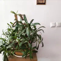 گل اپارتمانی|گل و گیاه طبیعی|گلبهار, شهر جدید گلبهار|دیوار