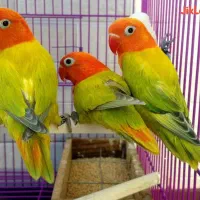 فروش انواع طوطی کوتوله.برزیلی.فیشر.صورت هلویی|پرنده|خمینیشهر, |دیوار