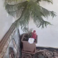 نهال کاج سالم