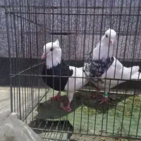 یه جفت طوقی بدون ایراد