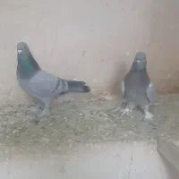 کبوتر ترکیه|پرنده|نوشین شهر, |دیوار