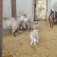 دو عدد بز و چهار عدد بزغاله|حیوانات مزرعه|نورآباد, |دیوار