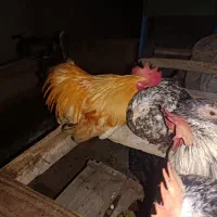 خروس چینی و مرغ