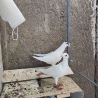 جفت دمدار|پرنده|راور, |دیوار