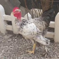 خروس برهما ترکی،مرغ وخروس آیسبار فرانسه