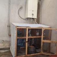 فقس مرغ،کفتر