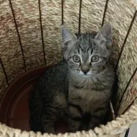 واگذاری رایگان گربه