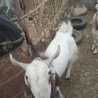 نر بز|حیوانات مزرعه|دامن, |دیوار