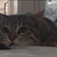 گمشده مژدگانی دو میلیون