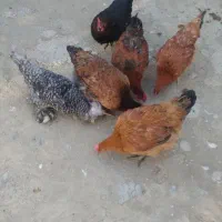 خروس و مرغ جوان تخم گذار