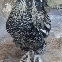 خروس هشت ماهه نژاد سلطان پاپریک بسیار زیبا