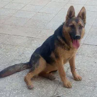 سگ ژرمن