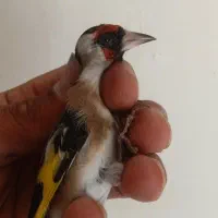 15عدد سره نرپایزه|پرنده|ملایر, |دیوار