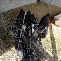 بیگ|حیوانات مزرعه|دزفول, |دیوار