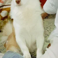 سگ اشپیدز اصل آلمان