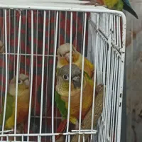گرینجیک|پرنده|گرگان, |دیوار