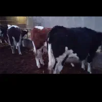 گاو گوساله|حیوانات مزرعه|بوئین زهرا, |دیوار