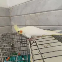 عروس هلندی ماده|پرنده|خنجین, |دیوار