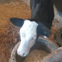 گاو با گوساله