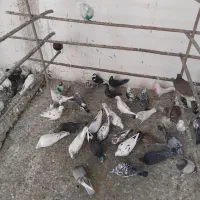 کفتر قم بشرط پرش سنگین بار2شنبه جدا کن فقط100هزار