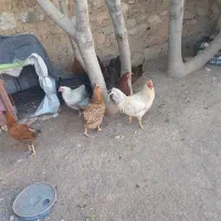 مرغ وخروس|حیوانات مزرعه|بدره, |دیوار