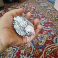 اسباب بازی