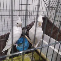 جفت عروس پاریس آلبینو