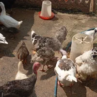 بوقلمون مرغ خروس اردک