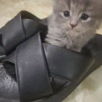 گربه های اسکاتیش و پرشین