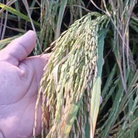 برنج طارم هاشمی