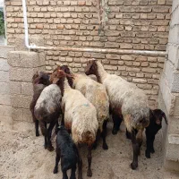 گوسفندهای بره دارجوان