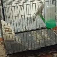 قناری سوپری سفید نر مست