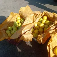 سیب درختی زرد و قرمز|خوردنی و آشامیدنی|باوله, |دیوار