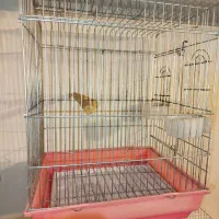 قفس پرنده، طوطی در حد نو، دو عدد