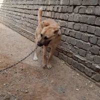 واگذاری توله دهن پاک