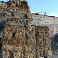 کولش  گندم مارتن