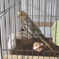 طوطی عروس مرواریدی