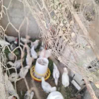 سلام تعدادی جوجه خروس گلین|حیوانات مزرعه|اسلام‌شهر, کاشانک|دیوار