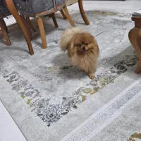 فروش سگ پامرین. قیمت ۳۵ میلیون