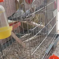 پرنده . فروشی