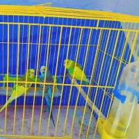 *3 عدد مرغ عشق خوشرنگ*|پرنده|شاهینشهر, شهرک ردانی پور|دیوار