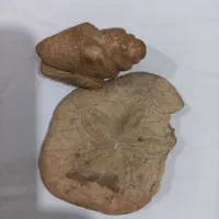 فسیل
