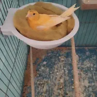 فروش قناری ماده کار|پرنده|داراب, |دیوار