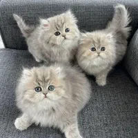 بچه گربه های اشرافی در شیراز( دارای بازدید حضوری)