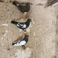 کفتر ماده بهبهونی|پرنده|ارسنجان, |دیوار