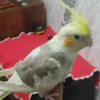 عروس هلندی