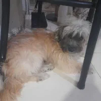 سگ نژاد پامرین و شیتزو