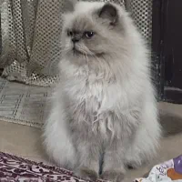 گربه پرشین اصلی|گربه|سبزوار, شرق کال شمالی|دیوار